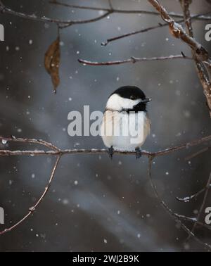 Gros plan de chickadee sur une branche d'arbre un jour d'hiver neigeux. Banque D'Images