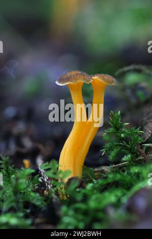 Craterellus lutescens, également connu sous le nom de Cantharellus lutescens, communément appelé pied jaune ou Chanterelle dorée, champignon sauvage de Finlande Banque D'Images