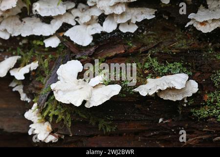 Postia floriformis, un polypore poussant sur souche d'épinette en Finlande, pas de nom anglais commun Banque D'Images