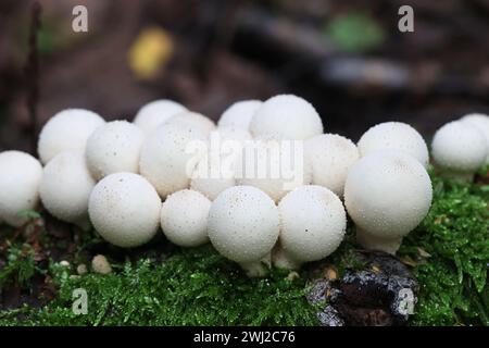 Apioperdon pyriforme, précédemment appelé Lycoperdon pyriforme, communément connu sous le nom de poire-forme ou puffball souche, champignon de Finlande Banque D'Images