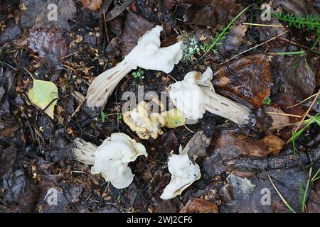 Helvella crispa, connue sous le nom de selle blanche, selle d'elfin ou helvel commun, champignon sauvage de Finlande Banque D'Images