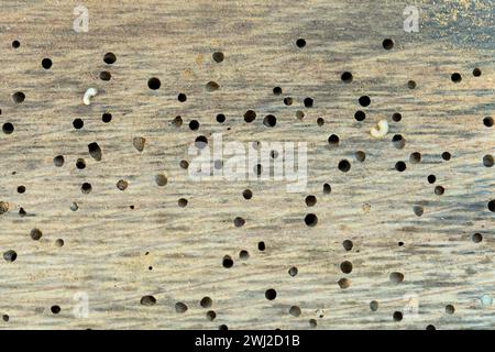 Ver des bois en bois de chêne infesté d'un tonneau de vin. Fond sans couture de vieille poutre en bois Banque D'Images