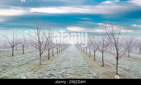 Plantation de pruniers fruitiers avec beau fond de ciel. pruniers après une tempête de pluie verglaçante Banque D'Images