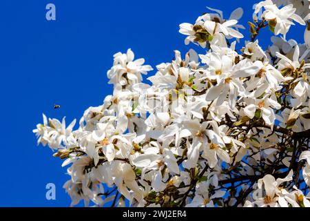 magnolia kobus en pleine floraison. beau fond de nature avec des fleurs blanches contre le ciel bleu au printemps par une journée ensoleillée Banque D'Images