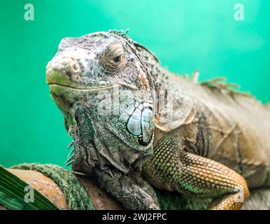 Gros iguane sur un fond vert en gros plan Banque D'Images