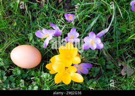 Scène de jardin de printemps violet et jaune crocus fleur de crocus sur fond de pelouse d'herbe et oeuf de poule pays de Galles UK KATHY DEWITT Banque D'Images