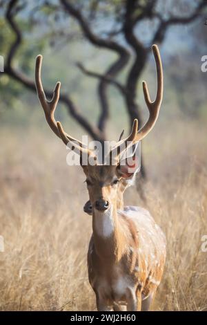 Cerf tacheté, axe de l'axe, faon, parc national de Panna, Madhya Pradesh, Inde Banque D'Images