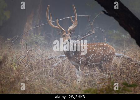 Cerf tacheté, axe de l'axe, faon, parc national de Panna, Madhya Pradesh, Inde Banque D'Images