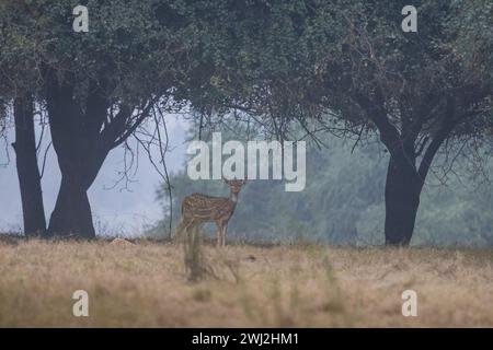 Cerf tacheté, axe de l'axe, faon, parc national de Panna, Madhya Pradesh, Inde Banque D'Images