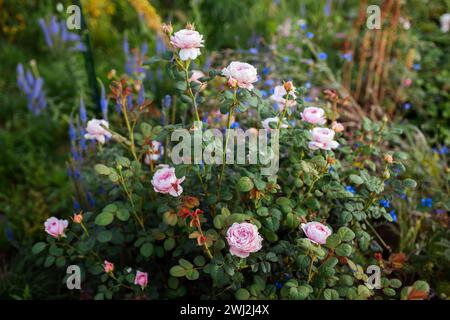Rose Reine de Suède rose fleurissant dans le jardin d'été par veronica bleue. La rose des arbustes anglais pousse sur le lit de fleurs au coucher du soleil Banque D'Images