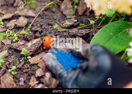 Appât empoisonné par limaces pour la lutte contre les ravageurs. Jardinier jetant une poignée de granules bleus sur le sol pour tuer les limaces espagnoles brunes. Piège à escargots. Animaux invasifs Banque D'Images