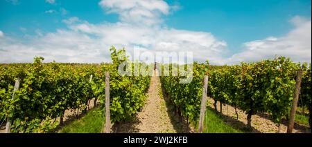 Tracteur taillant les feuilles de vigne sur le vignoble. Machines avec chauffeur dans un vignoble fermier Banque D'Images