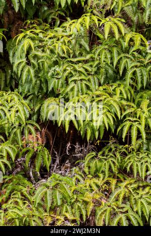 La fausse fougère Staghorn (Dicranopteris linearis) ou Uluhe est une fougère indigène commune à Hawaï qui peut former des fourrés denses. Banque D'Images