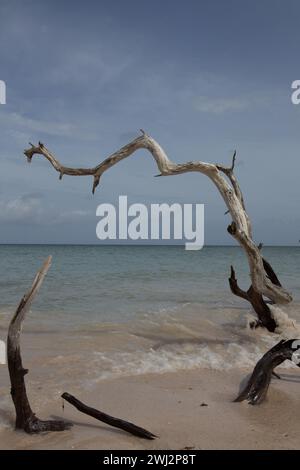 Une plage magnifique, calme et paisible avec une eau verte claire et smaragd et du sable blanc sur Cayo Levisa, une île cubaine. Banque D'Images