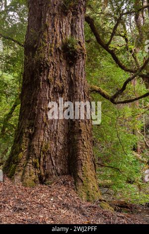 Forêt sur la route de Tarkine en Tasmanie en Australie Banque D'Images