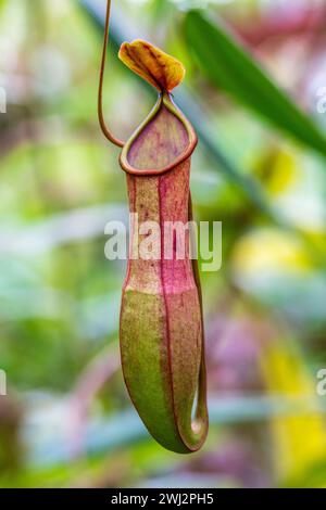 Plante de pichet de Low, Nepenthes lowii, plat mangeant de la chair dans une serre Banque D'Images