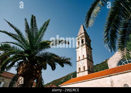 Vue à travers les branches de palmiers verts jusqu'au haut clocher de l'église Saint-Nicolas. Perast, Monténégro Banque D'Images