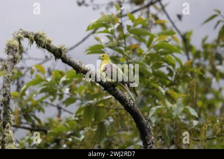 Pigeon vert à queue cunéiforme, Treron sphenurus, Pangolakha Wildlife Sanctuary, Sikkim, Inde Banque D'Images