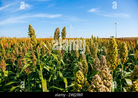 Biocarburant et nouveau boom Food, Sorghum Plantation Industry. Champ de tige et de graines de sorgho doux. Moulin Banque D'Images