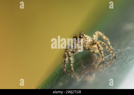 Araignée sautante (Salticidae) marchant sur une main courante en métal tirée dans le jardin des papillons du zoo de Chennai. Banque D'Images