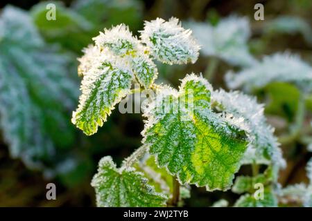 Gros plan d'un morceau de feuillage, peut-être des feuilles de bramble ou de mûrier (rubus fruticosus), recouvert de cristaux de gel et rétroéclairé par un faible soleil d'hiver. Banque D'Images