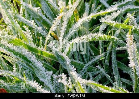 Gros plan de brins d'herbe dans un parc couvert de cristaux de gel et rétroéclairé par les rayons d'un soleil d'hiver faible. Banque D'Images