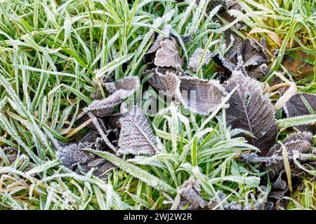 Gros plan de feuilles tombées et de brins d'herbe couverts de cristaux de gel après une nuit froide d'hiver. Banque D'Images