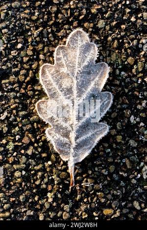 Gros plan d'une feuille de chêne tombée posée sur un trottoir de gravier goudronné, recouvert de cristaux de gel et éclairé par les rayons chauds d'un soleil d'hiver faible. Banque D'Images