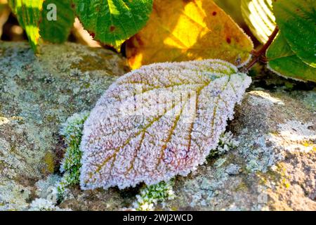Bramble ou mûrier (rubus fruticosus), gros plan d'une feuille rouge poussant sur un vieux mur et recouverte de cristaux de gel après une froide nuit d'hiver. Banque D'Images
