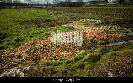 Un tas de carottes, pommes de terre.courges, panais, poireaux, brassicas et autres légumes laissés pourrir dans un champ boueux. Banque D'Images