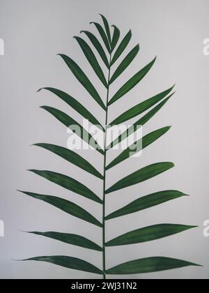 Une tige d'une plante de palmier Parlor également connue sous le nom de Chamaedorea elegans ou Neanthe Bella Palm placée verticalement et isolée sur un fond blanc Banque D'Images