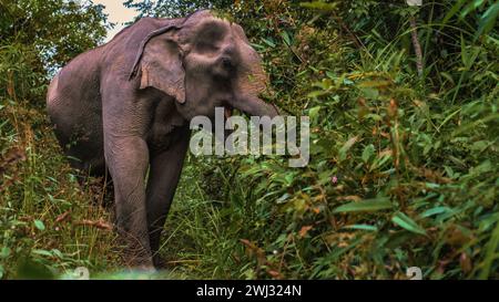 Éléphant dans la jungle au sanctuaire à Chiang mai Thaïlande, Banque D'Images