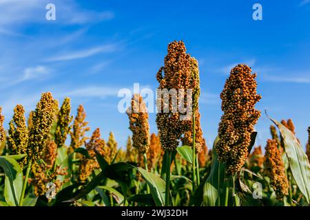 Biocarburant et nouveau boom Food, Sorghum Plantation Industry. Champ de tige et de graines de sorgho doux. Moulin Banque D'Images