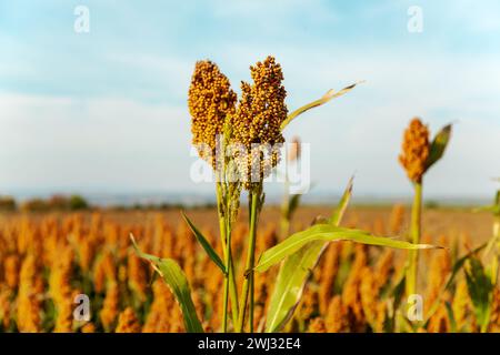 Biocarburant et nouveau boom Food, Sorghum Plantation Industry. Champ de tige et de graines de sorgho doux. Moulin Banque D'Images