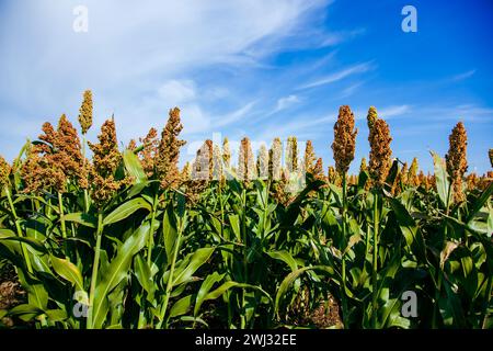 Biocarburant et nouveau boom Food, Sorghum Plantation Industry. Champ de tige et de graines de sorgho doux. Moulin Banque D'Images