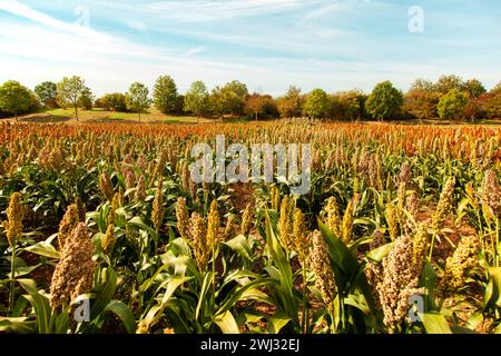 Biocarburant et nouveau boom Food, Sorghum Plantation Industry. Champ de tige et de graines de sorgho doux. Moulin Banque D'Images