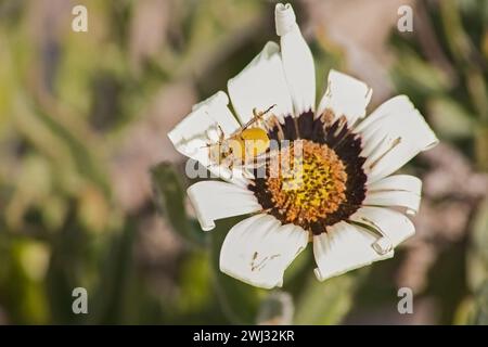 Gazania avec Monkey Beetle 12017 Banque D'Images