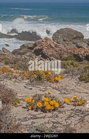 Fleurs sauvages de Namaqua 12281 Banque D'Images