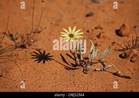 Sauvage Namaqualand Gazania 11645 Banque D'Images