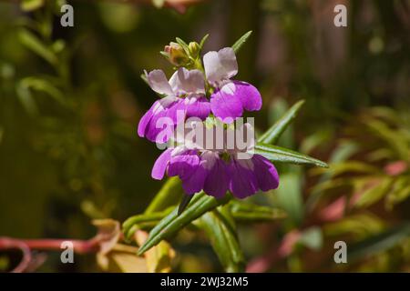 Yeux bleus géants Mary Collinsia grandiflora 6861 Banque D'Images