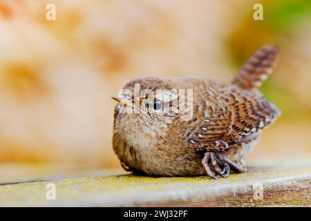 Songbird Eurasian Wren, Troglodytes troglodytes Bird se détend au banc en novembre en Europe, Banque D'Images