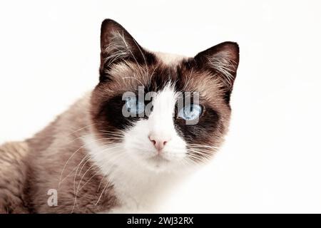 Gros plan d'un chat aux yeux bleus. portrait d'un chat shorthair isolé sur blanc. en regardant la caméra Banque D'Images