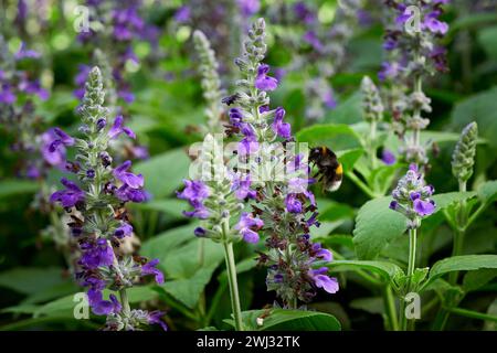 Bourdon recueillant le nectar de la fleur de Salvia ( Salvia officinalis ) Banque D'Images