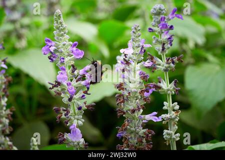 Bourdon recueillant le nectar de la fleur de Salvia ( Salvia officinalis ) Banque D'Images