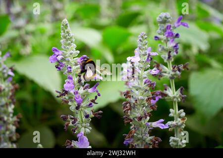 Bourdon recueillant le nectar de la fleur de Salvia ( Salvia officinalis ) Banque D'Images