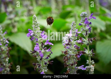 Bourdon recueillant le nectar de la fleur de Salvia ( Salvia officinalis ) Banque D'Images