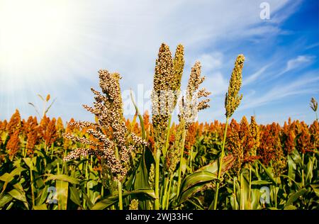 Biocarburant et nouveau boom Food, Sorghum Plantation Industry. Champ de tige et de graines de sorgho doux. Moulin Banque D'Images