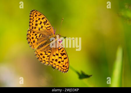 High brown fritillary Banque D'Images