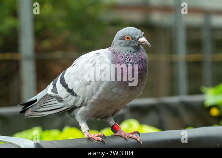 Pigeon voyageur. gros plan du corps entier de pigeon de course de vitesse avec anneau de jambe de baguage. Colombe Banque D'Images