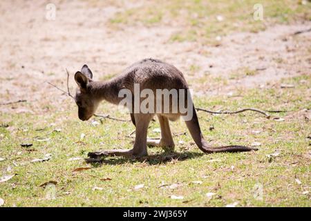 Le kangaroo-Island Kangaroo joey a un corps brun clair avec un blanc sous le ventre. Ils ont aussi des pieds et des pattes noires Banque D'Images